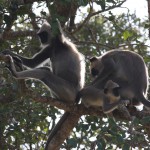 Affen trifft man im Sinharaja Forest Reserve überall an