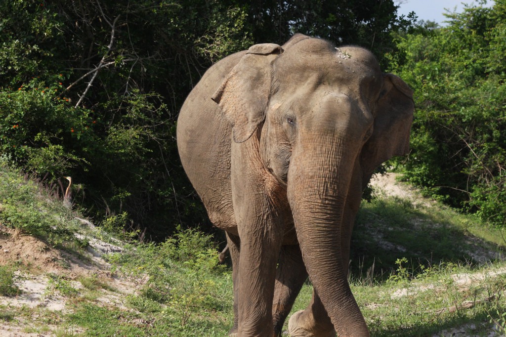 Gal-Oya Nationalpark - hier sieht man Elefanten in größeren Herden