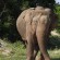 Gal-Oya Nationalpark - hier sieht man Elefanten in größeren Herden