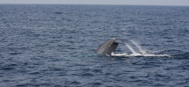 Ein Blauwal beim Abtauchen vor Sri Lanka