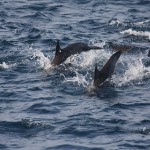 Möglicher ständiger Begleiter auf der Bootstour – Delfine