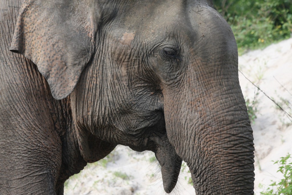 Im Kaudulla Nationalpark kann man graue Riesen aus nächster Nähe beobachten