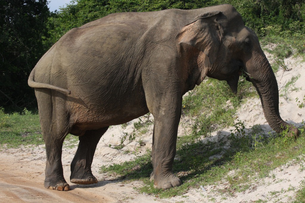 Den asiatischen Elefanten kann man in den Nationalparks von Sri Lanka antreffen