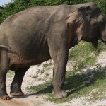Den asiatischen Elefanten kann man in den Nationalparks von Sri Lanka antreffen