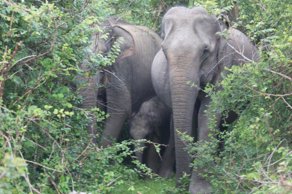 Gal-Oya Nationalpark - Elefantenfamilie im Schutz des Dickichts