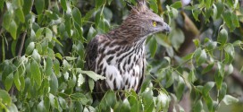 Für Vogelliebhaber ist der Kaudulla Nationalpark ein beliebter Anlaufpunkt