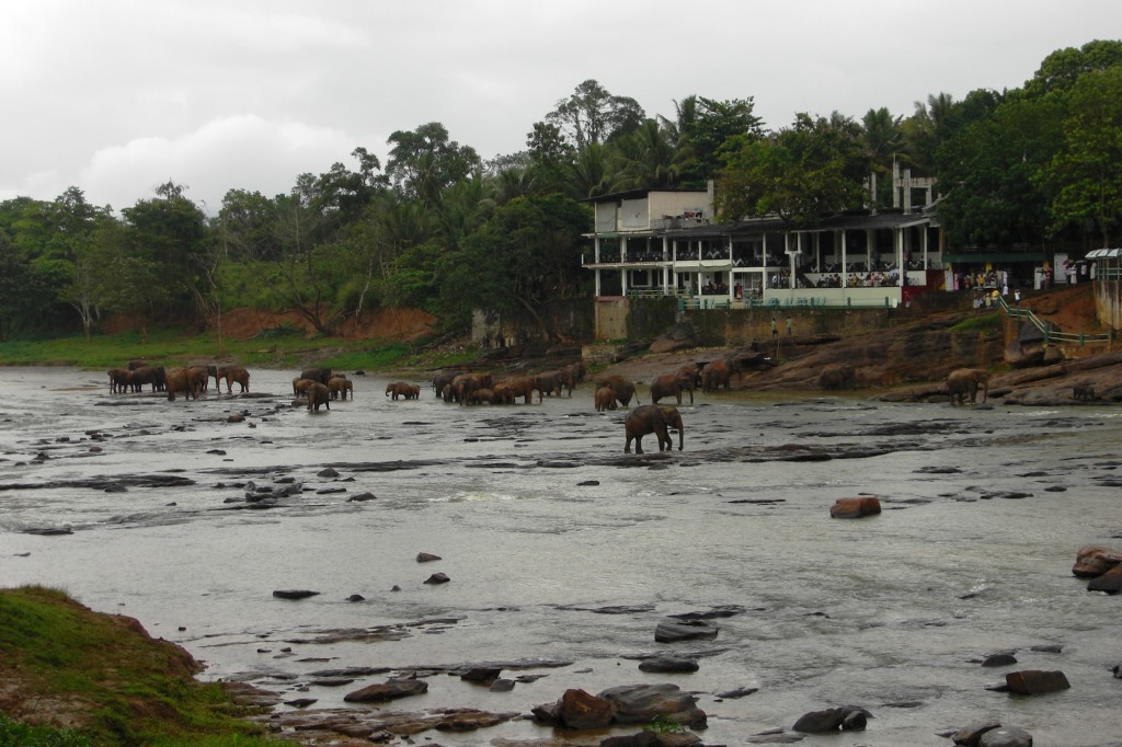 Das berühmte Elefantenwaisenhaus von Pinnewala