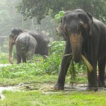 Die Elephant Foundation in der Nähe von Kandy