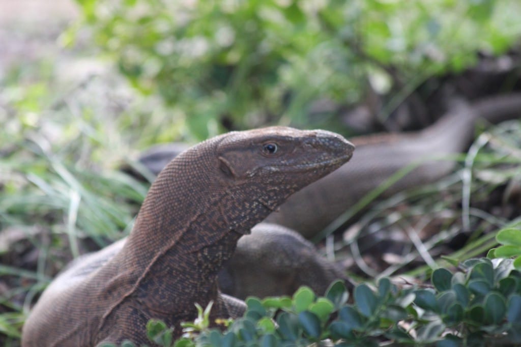 Kein ungewohntes Bild: Leguan im Sinharaja Forest Reserve