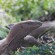 Kein ungewohntes Bild: Leguan im Sinharaja Forest Reserve