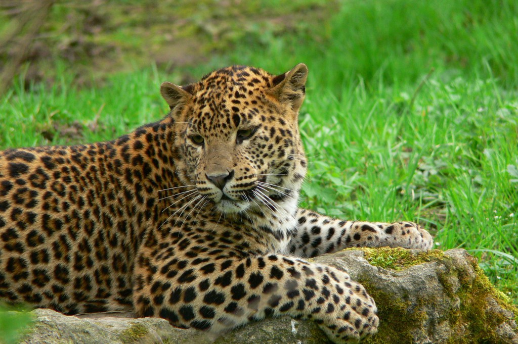 Jüngerer Leopard in einem Nationalpark von Sri Lanka