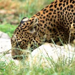 Ein begehrtes Fotomotiv in den Nationalparks von Sri Lanka – der Leopard