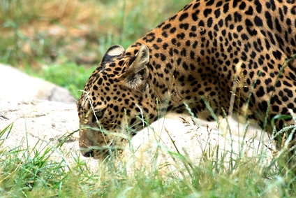Ein begehrtes Fotomotiv in den Nationalparks von Sri Lanka – der Leopard