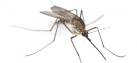 Malaria in Sri Lanka