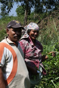 Sri Lankisches Ehepaar auf den Teefeldern von Ella