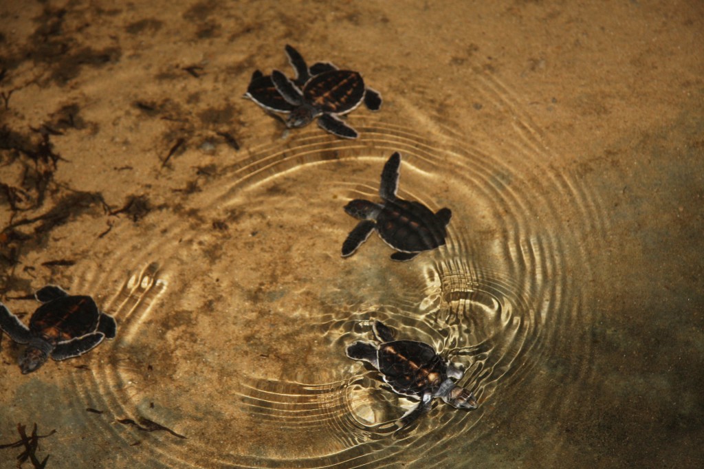 Junge Schildkröten in einer Aufzuchtstation in Sri Lanka