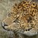 In den Nationalparks von Sri Lanka kann man Leoparden beobachten