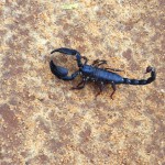 Auch Skorpione kann man in Sri Lanka sehen