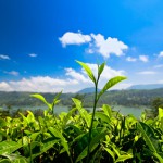 Blick von einer Teeplantage in Sri Lanka bei herrlichstem Wetter