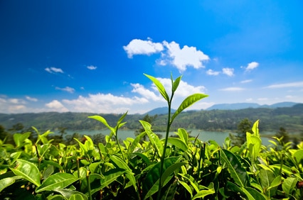 Blick von einer Teeplantage in Sri Lanka bei herrlichstem Wetter