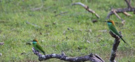 Im Horton Plains Nationalpark ist eine bunte Artenvielfalt an Vögeln zu sehen