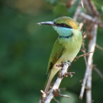 Für Vögel ein ideales Habitat: Bundala Nationalpark