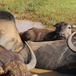 Wasserbüffel im Uda Walawe Nationalpark von Sri Lanka